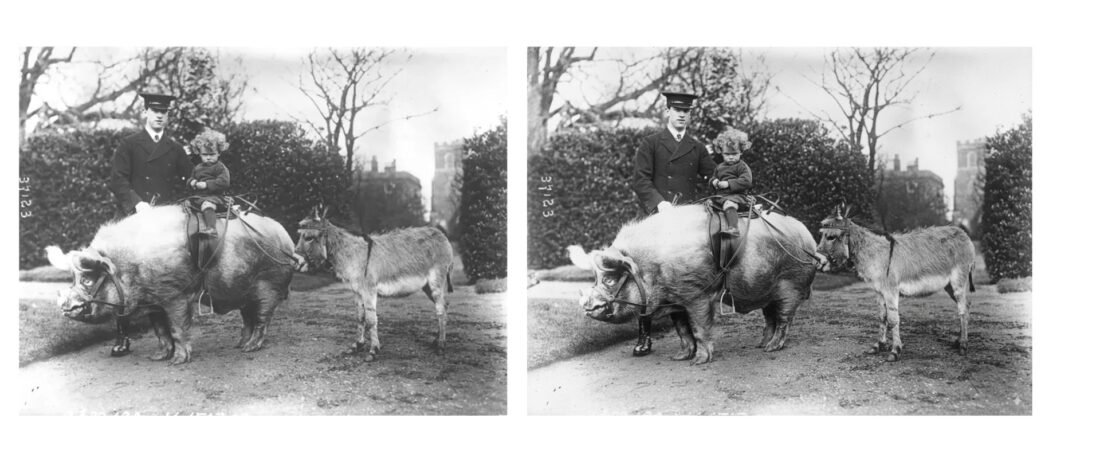 Apakah Restorasi Foto Pada Foto Hewan Bisa Dilakukan Oleh Kami?