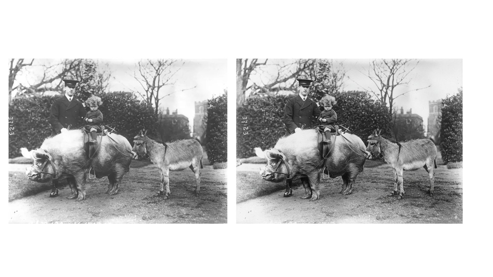 Apakah Restorasi Foto Pada Foto Hewan Bisa Dilakukan Oleh Kami?